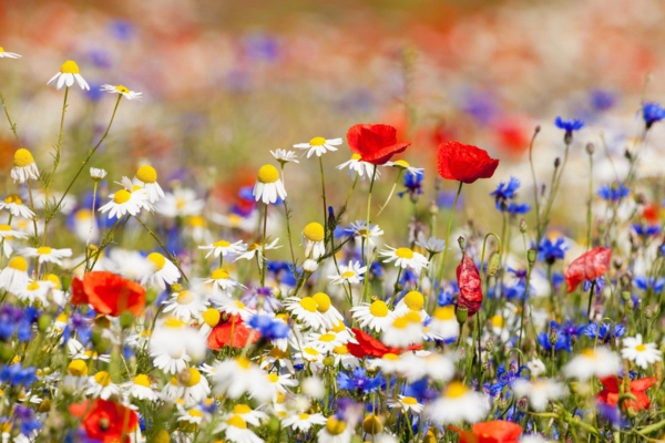 wild flower blooms during spring